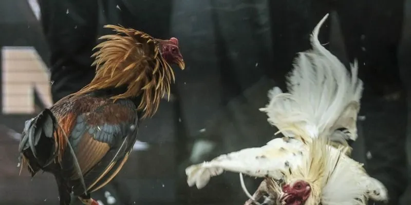 Đá gà online – Những hình thức đá gà phổ biến hiện nay 3 Các thuật ngữ quen thuộc trong đá gà